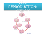 CELL REPRODUCTION: MITOSIS