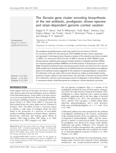 The Serratia gene cluster encoding biosynthesis of the red antibiotic