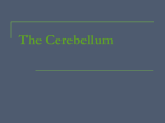 The Cerebellum