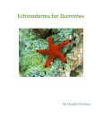 Echinoderms for Dummies
