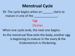 Menstrual Cycle 8th Grade Health