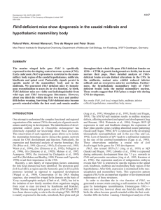 Fkh5-deficient mice show dysgenesis in the caudal midbrain and