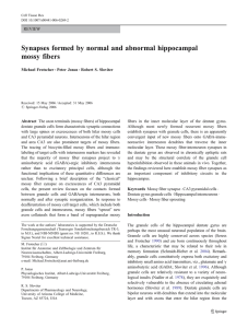 Synapses formed by normal and abnormal hippocampal mossy fibers