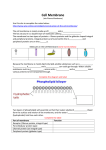 Cell Membrane