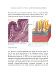 Tissue Layers of the Gastrointestinal Tract