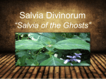 Salvia Divinorum *Salvia of the Ghosts - Tri