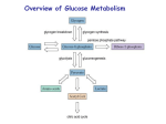 Gluconeogenesis