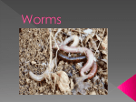 Worms - Latter