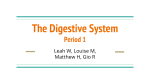 The Digestive System Period 1 - Mercer Island School District