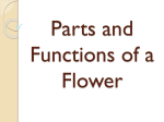 Parts and Functions of a Flower PPT