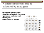 A single characteristic may be influenced by many genes