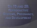 Reproductive Systems, Pregnancy, and Development