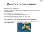 Mycobacterium tuberculosis