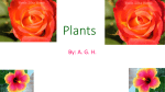 Plants