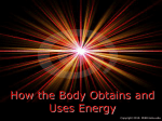 How the Body Obtains and Uses Energy PPT