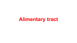 Alimentary tract - SandyBiology1-2