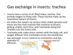 Gas exchange in insects: trachea