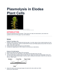 Plasmolysis in Elodea Plant Cells revised