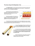 The Inner Lining of the Respiratory Tract