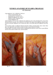 saphenous –femoral junction