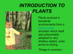 INTRODUCTION TO PLANTS