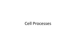 Notes - Cell Processes