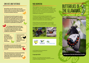 Butterflies of the Illawarra brochure