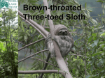 Brown-throated Three-toed Sloth