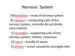 Nervous System