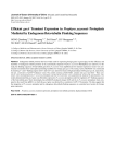 Efficient gusA Transient Expression in Porphyra yezoensis