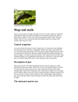 Slugs and snails - Moorside Allotments Association
