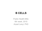 b cells - immunology.unideb.hu
