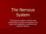 The Nervous System 35-2