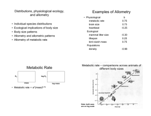 Examples of Allometry Metabolic Rate