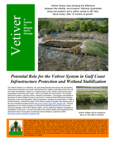 Potential Role for the Vetiver System in Gulf Coast