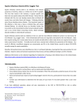 Equine Infectious Anemia (EIA): Coggins Test