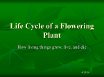 Life Cycle of a Plant