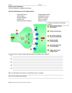 synaptic transmission worksheet