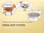 Animal body systems