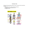The Kinetic Chain The Human Movement System (Kinetic Chain) is