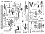 Field Guide Salt Marsh Plants North and Central Florida