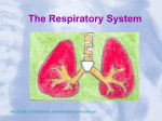 Respiratory_System (1) - Blountstown Middle School