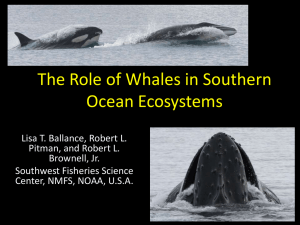 The Role of Whales in Marine Ecosystems