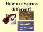 KINDS OF WORMS