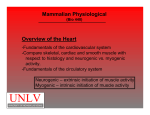 Mammalian Physiological Overview of the Heart