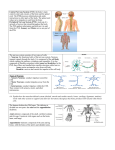 Central Nervous System (CNS): the body`s main control center and