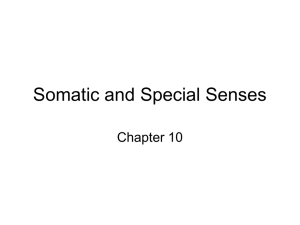 Somatic and Special Senses