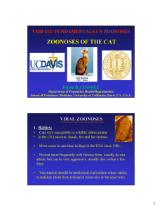 zoonoses of the cat