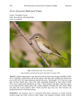 Vireo olivaceus (Red-eyed Vireo)