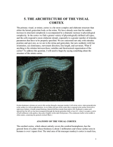 5. the architecture of the visual cortex